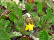 <i>Dryas drummondii</i>