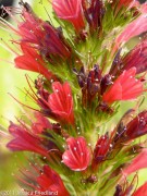 <i>Echium russicum</i>