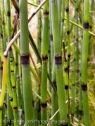 <i>Equisetum hyemale</i> var. <i>Robustum</i>