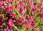 <i>Erica cinerea</i> ‘C. D. Eason’