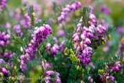 <i>Erica</i> x <i>darleyensis</i> ‘Kramer’s Red’