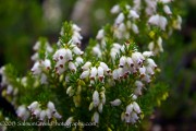 <i>Erica erigena</i> ‘W. T. Rackliff’