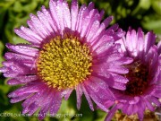 <i>Erigeron glaucus</i> ‘Sea Breeze’