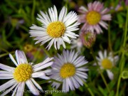 <i>Erigeron</i> x <i>moerheimii</i>
