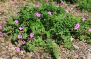 <i>Erodium manescavii</i>