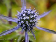 <i>Eryngium planum</i> ‘Blaukappe’