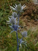 <i>Eryngium bourgatii</i>