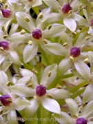 <i>Eucomis pole-evansii</i>