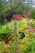 <i>Eupatorium maculatum</i> ‘Gateway’