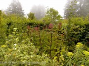 <i>Eupatorium purpureum</i>