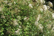 <i>Eupatorium ligustrinum</i>