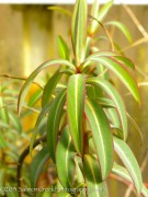 <i>Euphorbia</i> ‘Excalibur’
