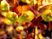 <i>Euphorbia amygaloides</i> ‘Ruby Glow’