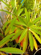 <i>Euphorbia mellifera</i>