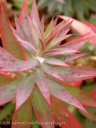 <i>Euphorbia rigida</i>