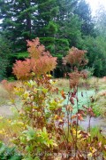 <i>Filipendula rubra</i> ‘Venusta’