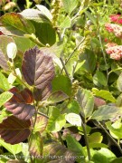 <i>Fothergilla major</i> ‘Mount Airy’