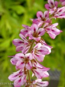 <i>Francoa sonchifolia</i>