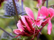 <i>Gaura lindheimeri</i> ‘Pink Cloud’