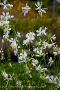 <i>Gaura lindheimeri</i> ‘So White’