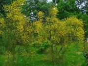 <i>Genista aetnensis</i>