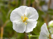 <i>Geranium phaeum</i> ‘Album’