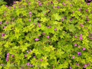 Geranium Ann Folkard