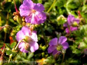 Geranium cantabrigiense Cambridge Blue