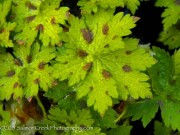 <i>Geranium</i> x <i>monacense</i> ‘Claudine Dupont’