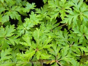 <i>Geranium maderense</i> ‘Guernsey White’