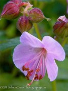 <i>Geranium macrorrhizum</i> ‘Ingwersens Variety’