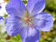 <i>Geranium</i> ‘Johnson’s Blue’