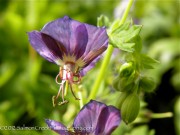 Geranium phaeum Langthorn’s Blue