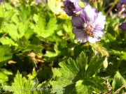 <i>Geranium phaeum</i> ‘Langthorn’s Blue’