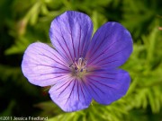 <i>Geranium</i> ‘Nimbus’