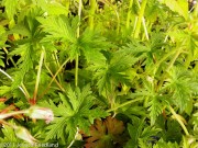 <i>Geranium</i> ‘Orion’