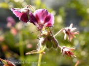 Geranium phaeum Samobor