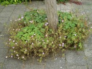 Geranium macrorrhizum Spessart