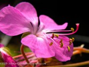 <i>Geranium x cantabrigiense</i> ‘Westray’