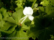 <i>Geranium macrorrhizum</i> ‘White Ness’