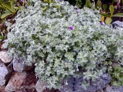 <i>Geranium harveyi</i>