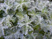 Geranium harveyi