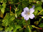 <i>Geranium nodosum</i>