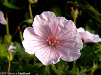 <i>Geranium sanguineum</i> var. <i>lancastriense</i>