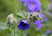 <i>Geranium</i> x <i>magnificum</i>