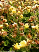 <i>Geum</i> ‘Beech House Apricot’