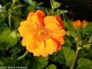 <i>Geum</i> ‘Starkers Magnificum’