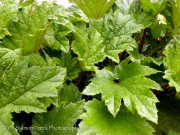 <i>Gunnera tinctoria</i>