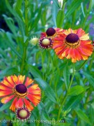 <i>Helenium</i> ‘Flammendes Käthchen’