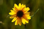 <i>Helianthella quinquenervis</i>